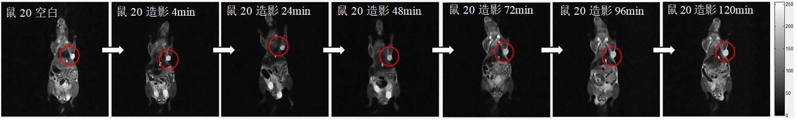 小鼠皮下肿瘤磁共振造影成像实验